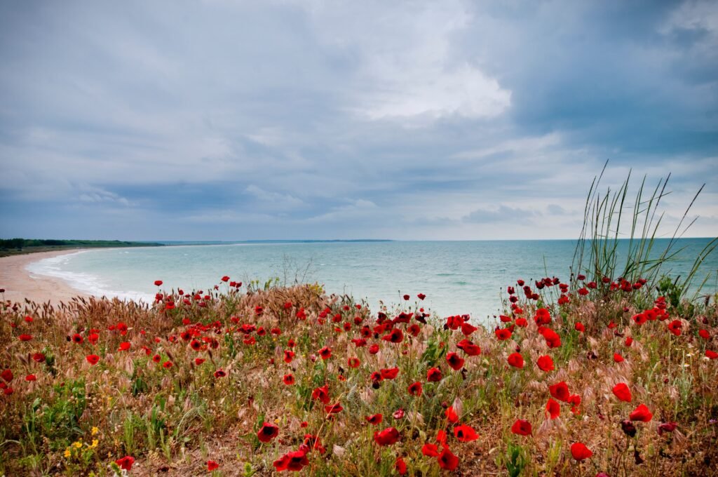 Vibrant wild poppies bloom along the scenic coast of Krapets, Bulgaria.