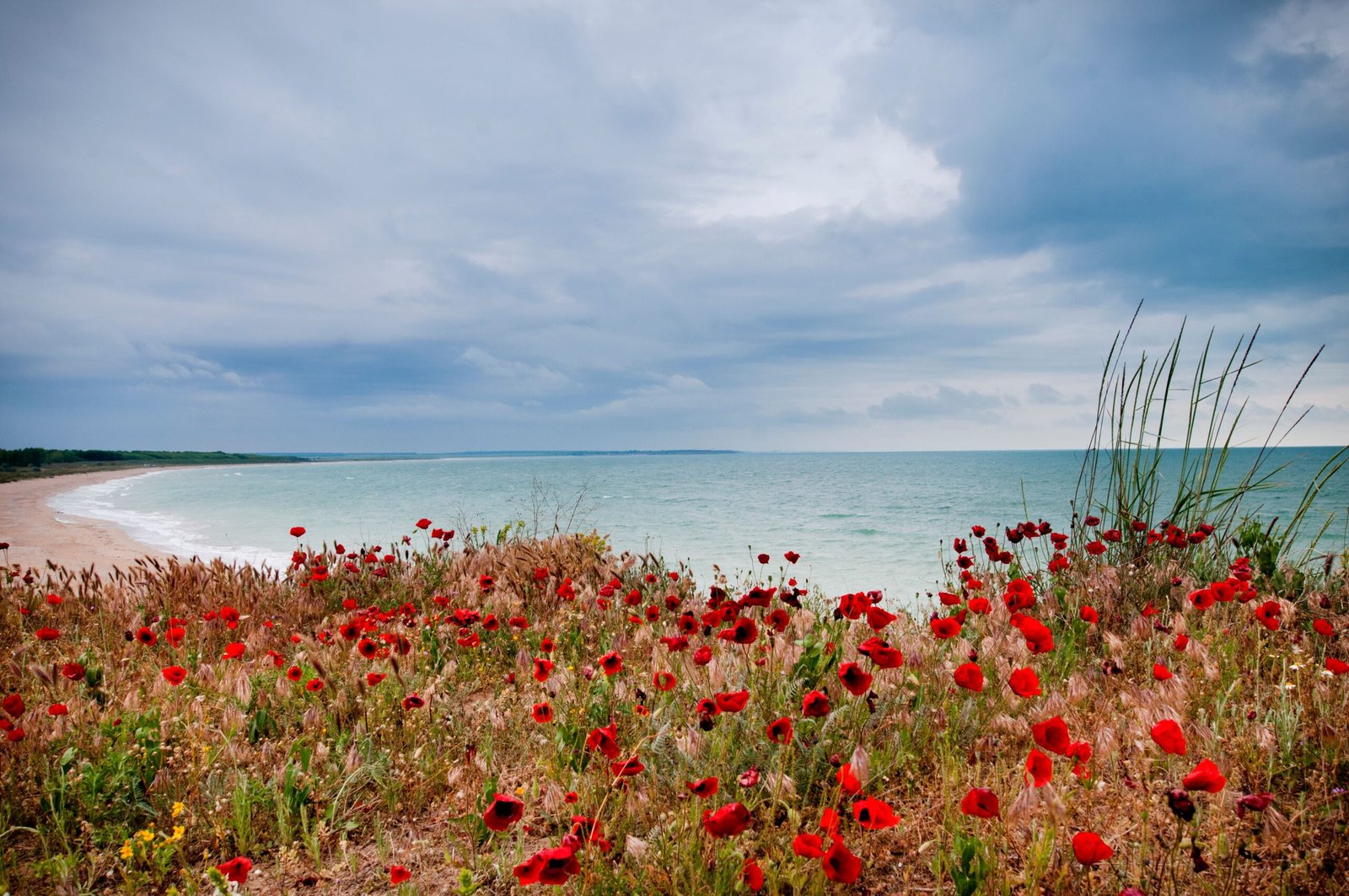 Vibrant wild poppies bloom along the scenic coast of Krapets, Bulgaria.